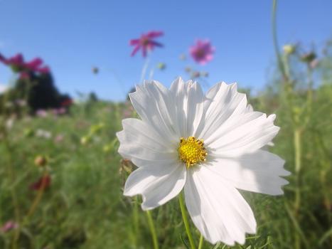 ３．コスモスの丘