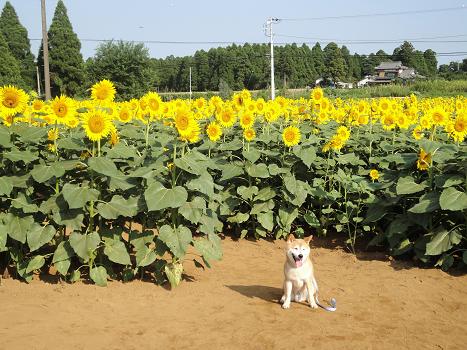 ５．ヒマワリ畑