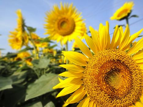 ６．ヒマワリ畑