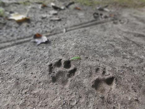 ７．可愛い落し物