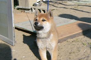 ３．カブ