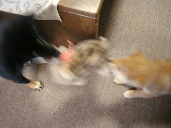 ７．クー＆カンナ