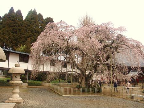 ４．Ｋちゃんと妙泉寺