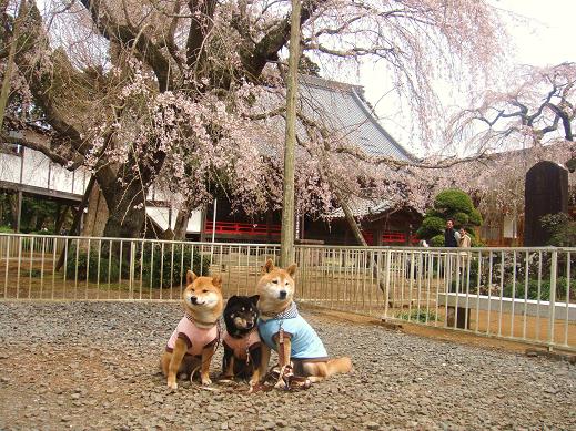 ５．妙泉寺でモフモフ隊