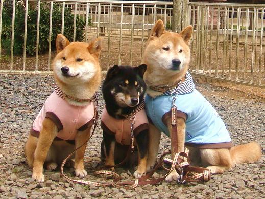 ６．モフモフモフ♪