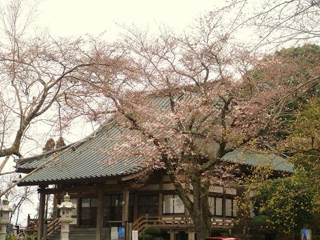 １０．近くのお寺さんの桜