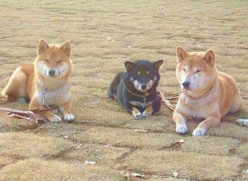モフモフ隊