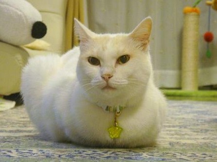 ２．新年すねぴょん