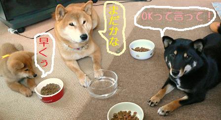 １０．ご飯