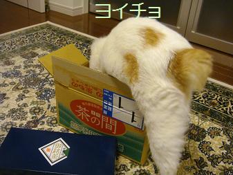 ４．入りますニャ♪