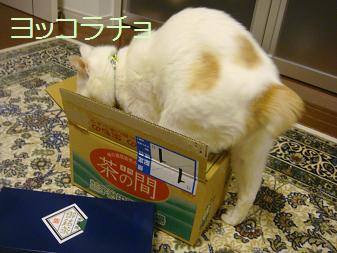 ５．ヨイチョですニャ♪