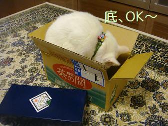 ７．クンクン