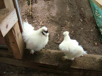 １３．烏骨鶏夫妻