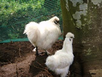 １４．烏骨鶏夫妻