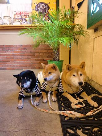 ２．伽羅美ちゃんとケーズ