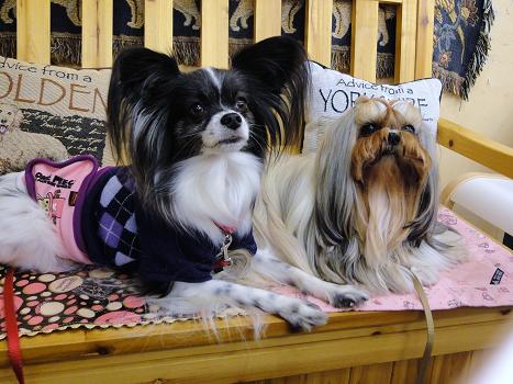 ３．伽羅美ちゃんとケーズ