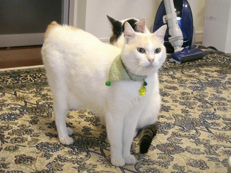 １６．のびすね