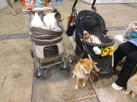 ７．インターペット