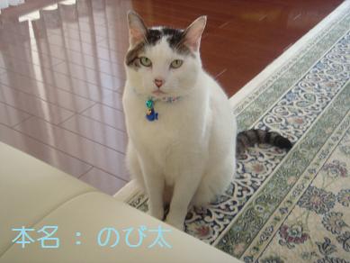 １．ノンチです