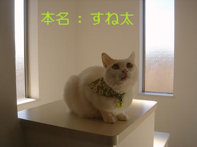 ２．スーチです