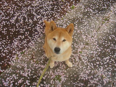 しん太と昭和の森 ４月１１日　１