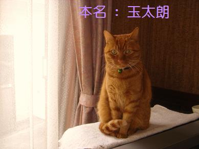 ４．玉ッチです