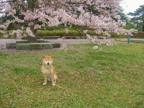 しん太と昭和の森 ４月１１日　２