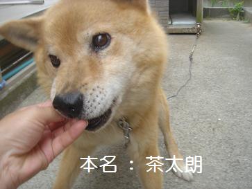 ワーッチ兄です