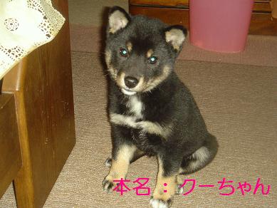 ５．クーチです