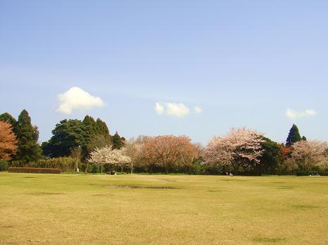９．桜日和 昭和の森公園