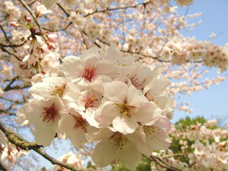１０．桜日和 昭和の森公園