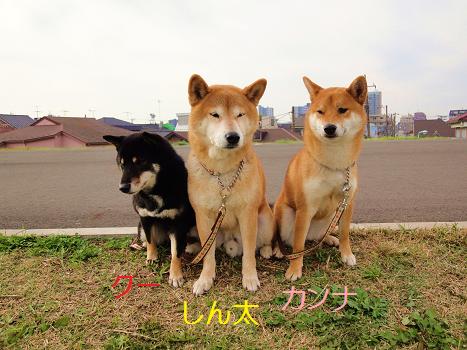 ５．ＪＫＣ訓練競技会