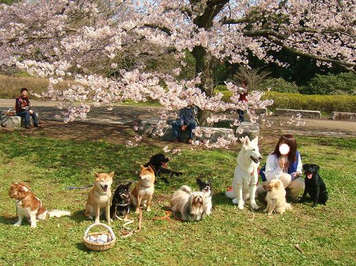 １１．桜日和 昭和の森公園