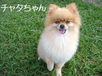 １３．ＨＯＰ★ＷＡＮ バーベキュー８/20