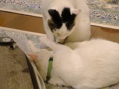 ７．「重いですニャ～」