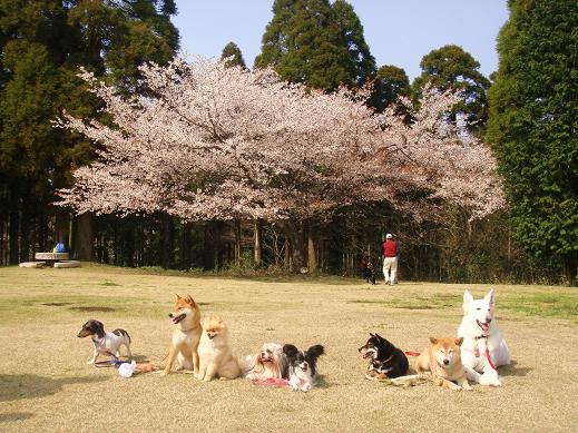 １２．桜日和 昭和の森公園