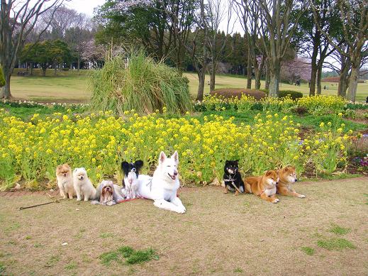 １３．桜日和 昭和の森公園