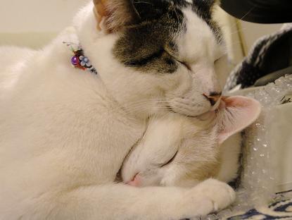 ９．ニャか良し♪