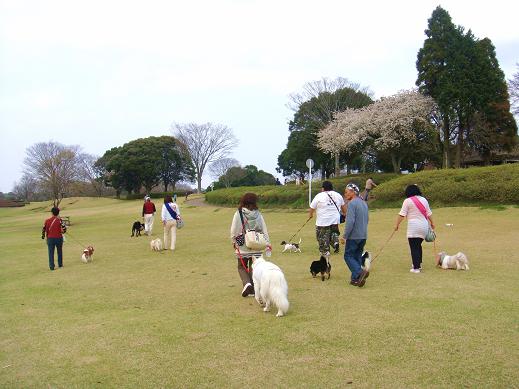 １５．桜日和 昭和の森公園