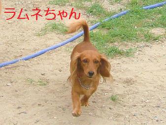 １８．ＨＯＰ★ＷＡＮ バーベキュー８/20
