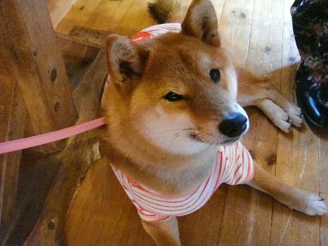 １５．陽だまりにてカンナ