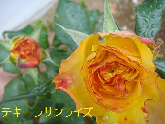１８．テキーラサンライズ