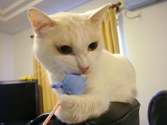 ３．すねぴょん