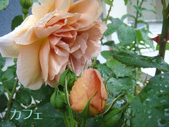 ２０．カフェ