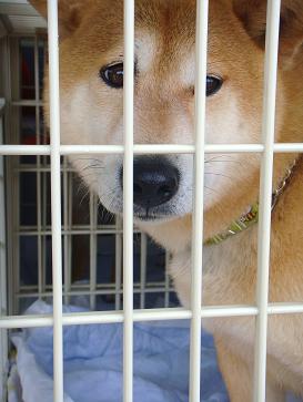 ６．しん太