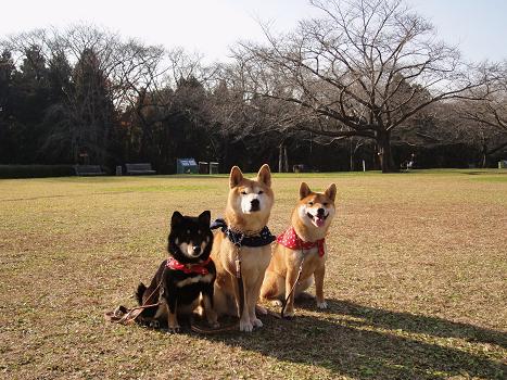 ８．泉自然公園 桜の咲く丘で
