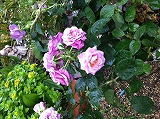画像 015.jpg