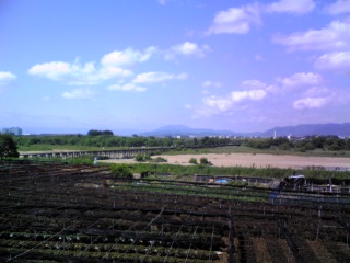 流れ橋（遠景）