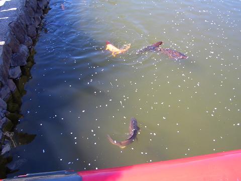 ショーグンか！？