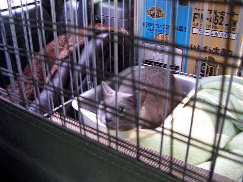 コマチとお引っ越し。